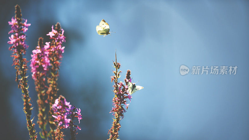 野花上的白蝴蝶