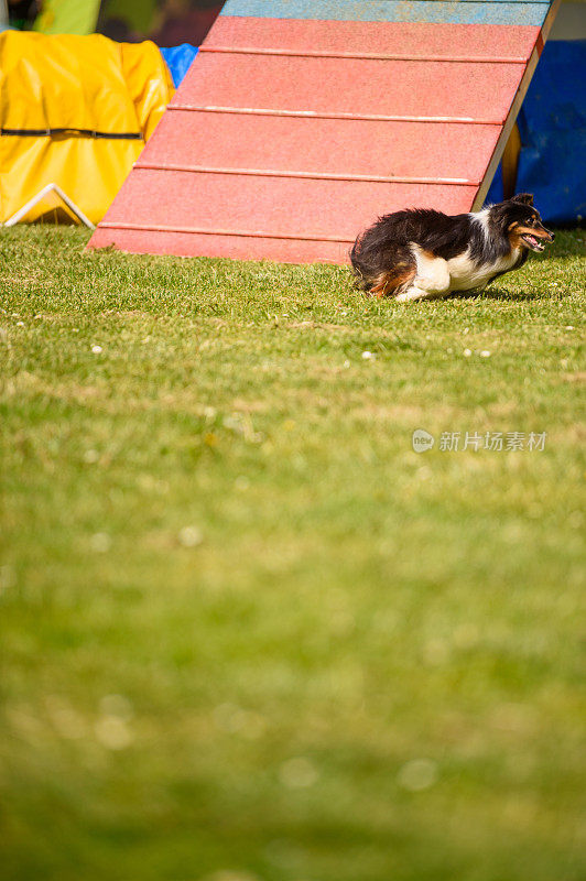 设得兰牧羊犬在敏捷坡道上