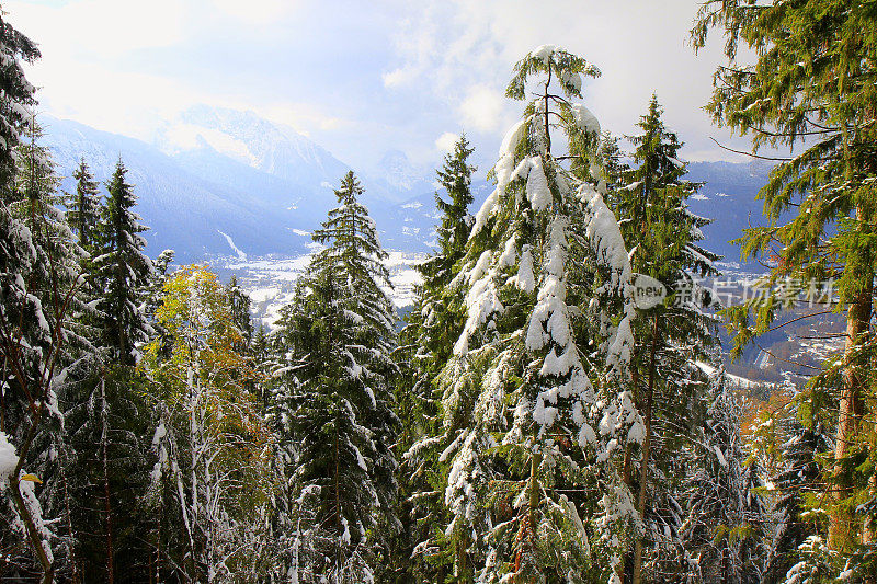 巴伐利亚阿尔卑斯山，田园诗般的松树林地下的雪景，雄伟的阿尔卑斯山山谷，戏剧性的巴伐利亚德国雪山全景，贝希特斯加登阿尔卑斯山，德国