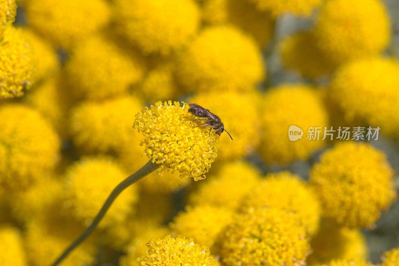 孤独的采蜜蜜蜂Andrena在黄色的棉花薰衣草花上