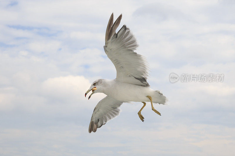 海鸥在吃炸薯条