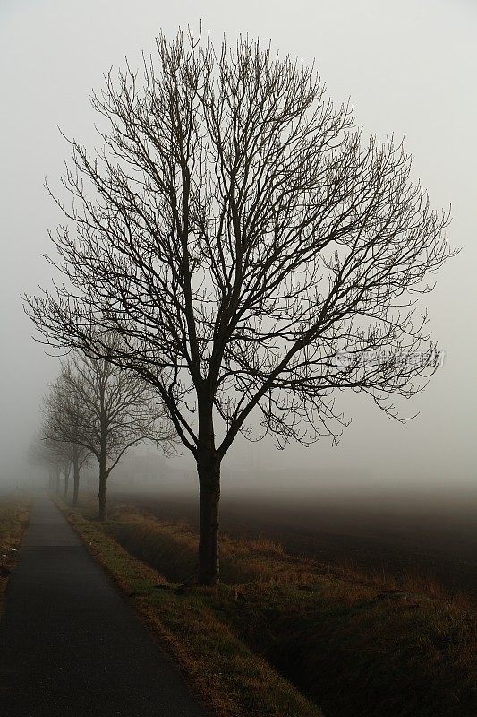 路边的树在一个有雾的日子