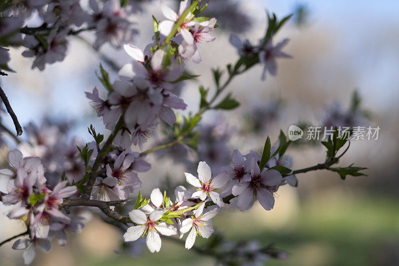 梨树开花