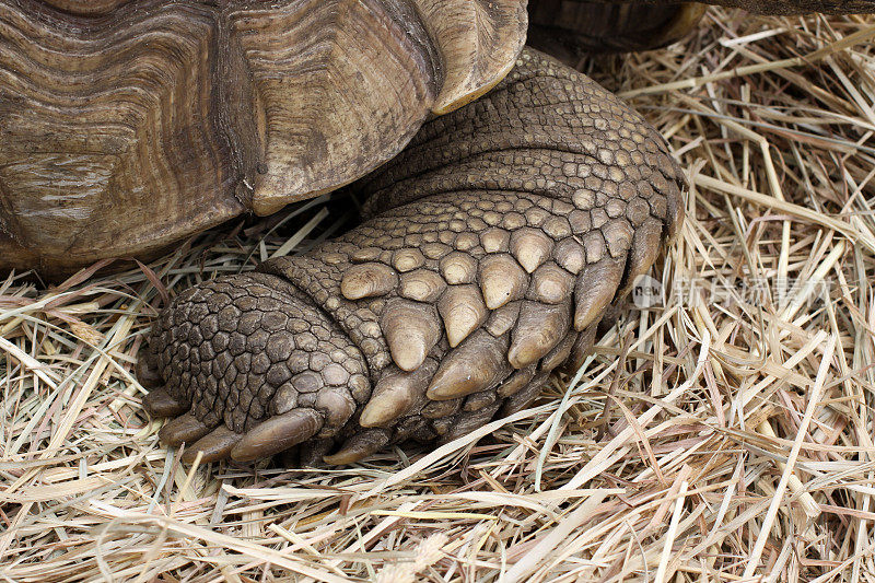 有鳞的乌龟的脚