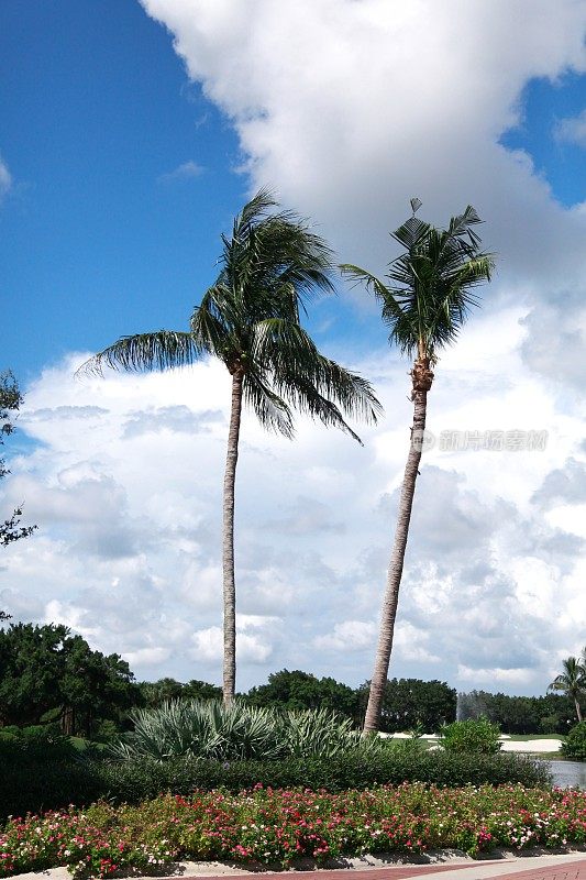 美丽的风景，夏天的景色。