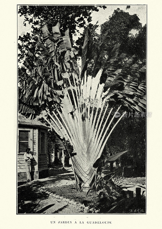 瓜德罗普的花园，19世纪