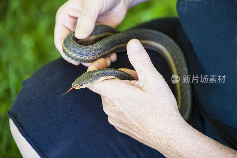 成熟的女人拿着一条普通的嘉德蛇