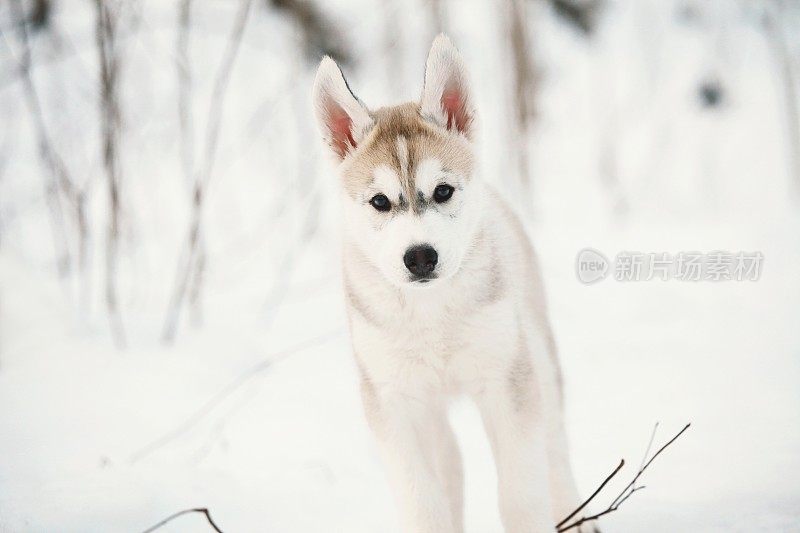 雪地里的哈士奇小狗