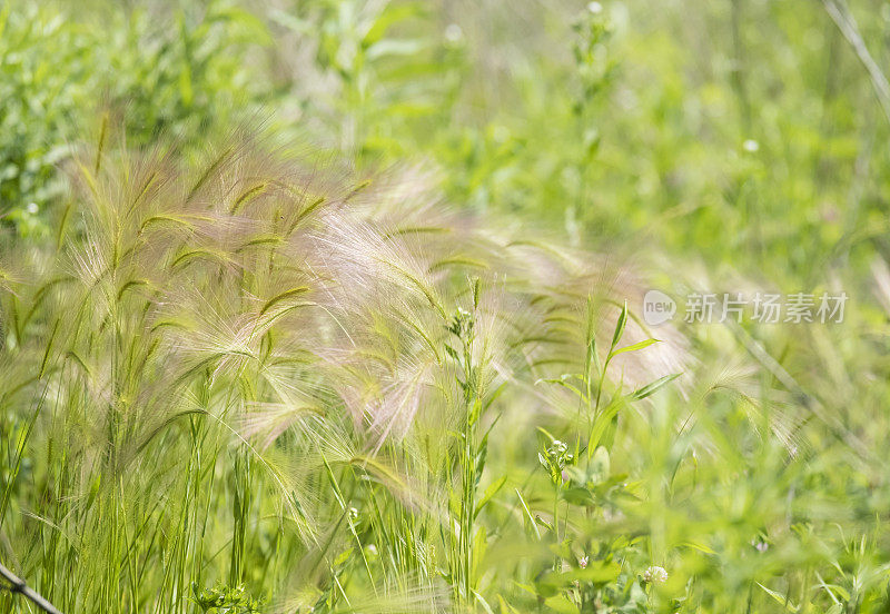 吹软野草。加拿大安大略省