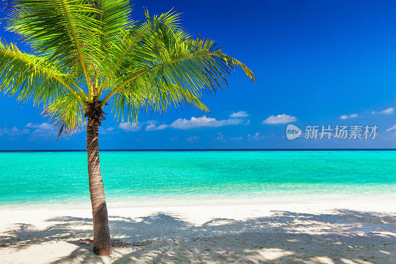 马尔代夫热带海滩上的一棵充满活力的椰子树
