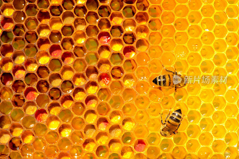 蜜蜂在蜂房蜂巢的特写