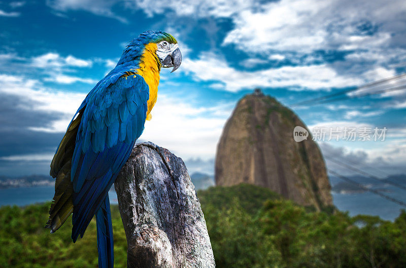 里约热内卢的蓝色和黄色金刚鹦鹉