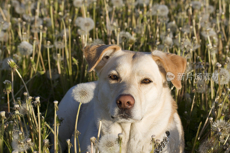 我的宠物拉布拉多寻回犬在长满蒲公英的田野里。