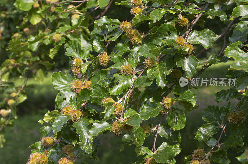 初夏的山毛榉果