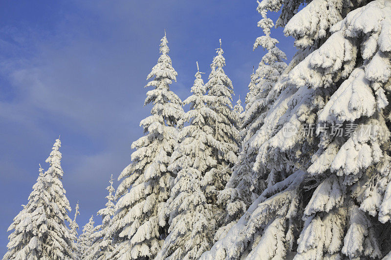 清新雪冬针叶林雪树高山景观