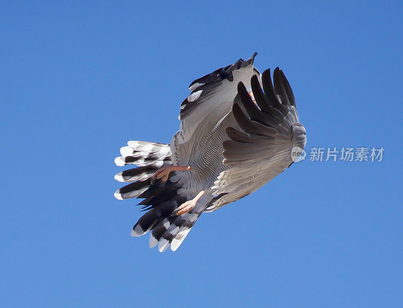 浅唱苍鹰