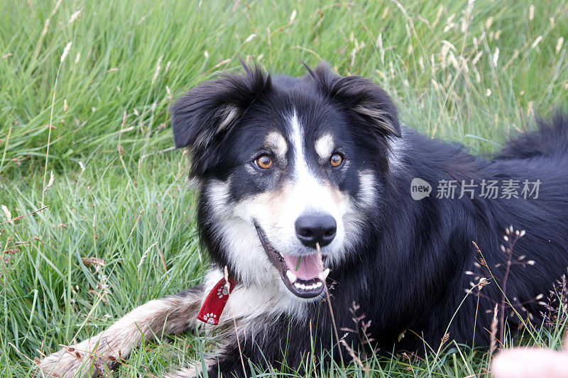 草地上友善的边境牧羊犬