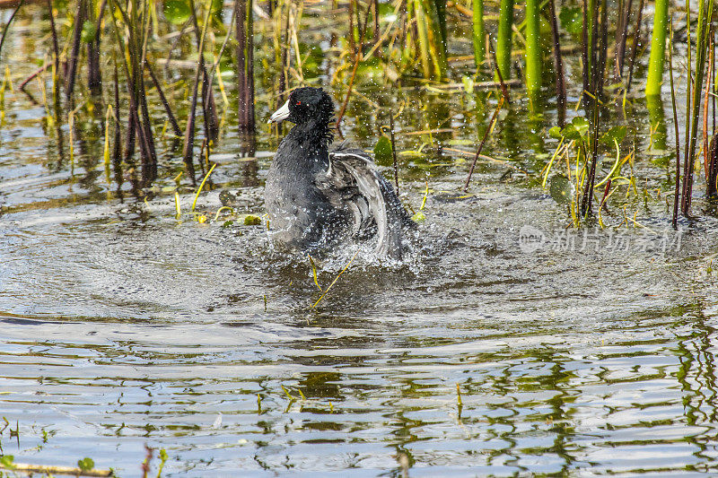 白骨鸡在湿地池塘里洗澡和戏水