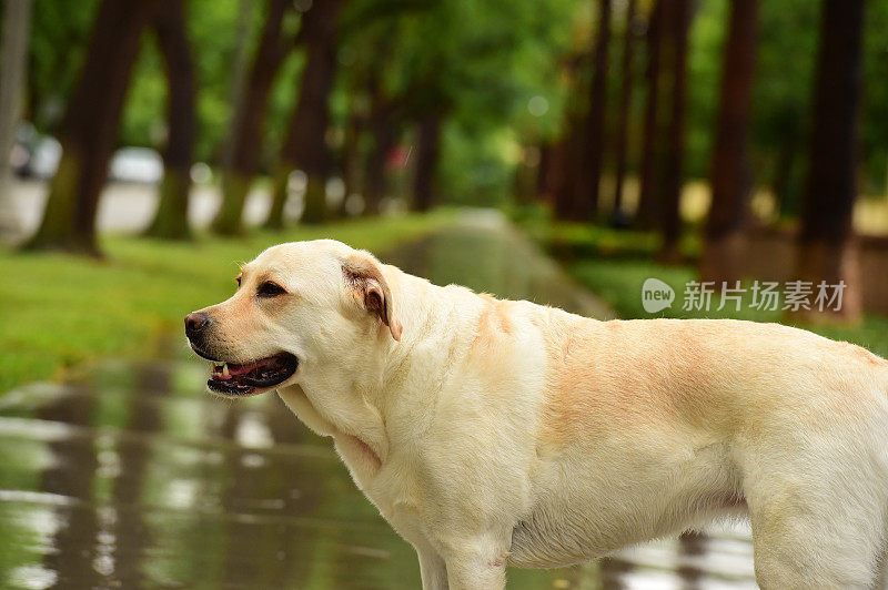 拉布拉多寻回犬