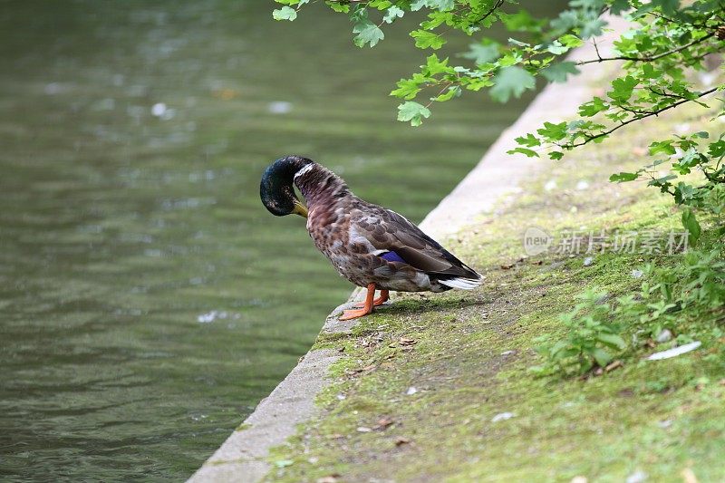 鸭