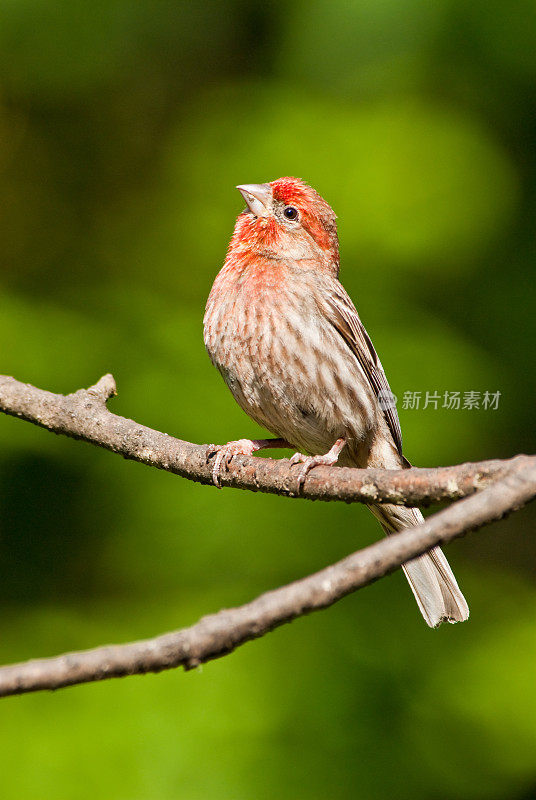 雄性家雀向上看