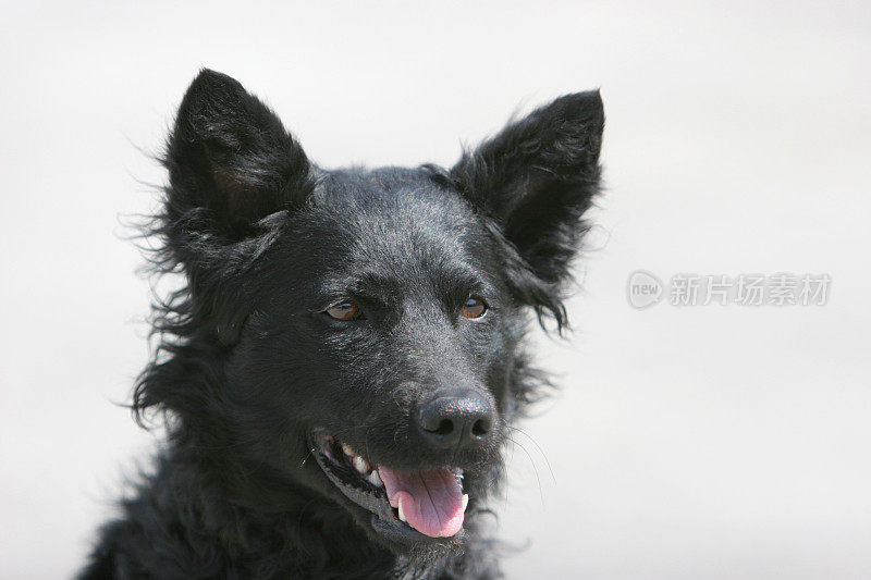 克罗地亚的牧羊犬