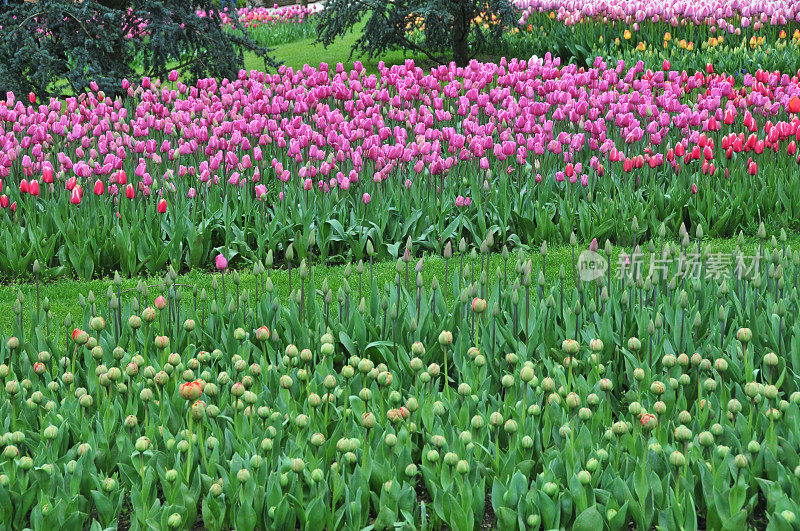 郁金香花园