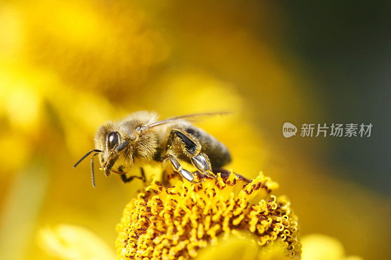 蜜蜂在黄色的向日葵上