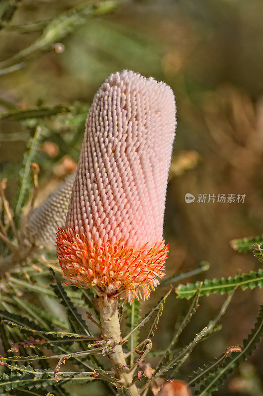 珀斯的Banksia花球果