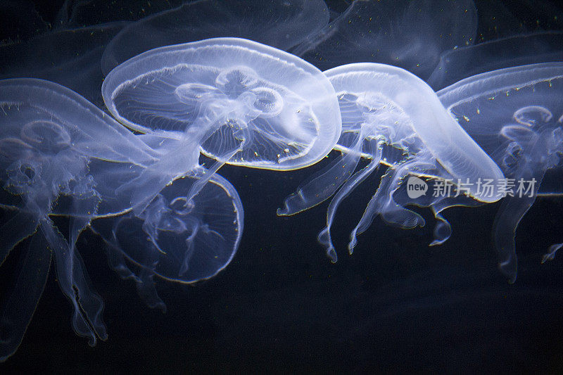 水母在水族馆