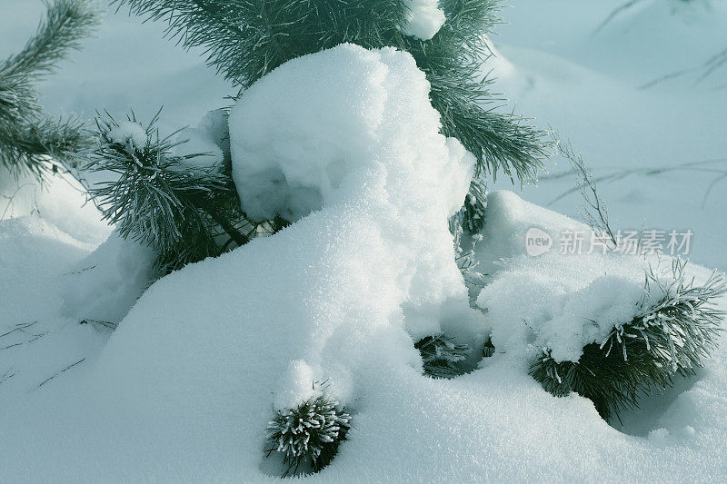 雪下的圣诞树