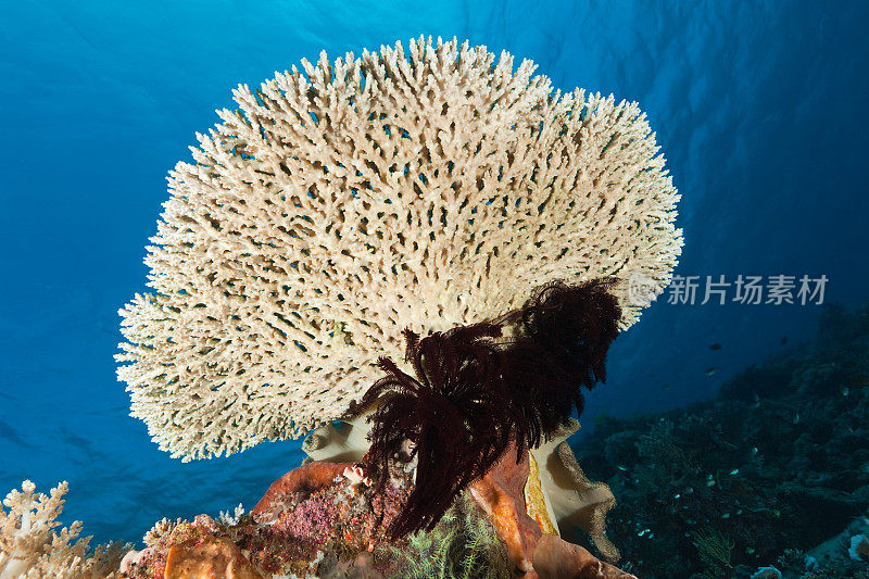 羽毛之星会议桌珊瑚，科莫多国家公园，印度尼西亚
