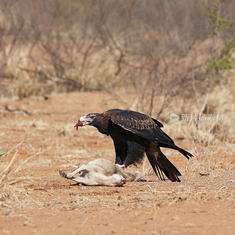 巨大的楔尾鹰正在吃袋鼠路杀物