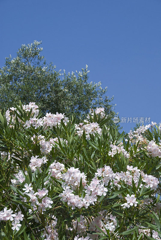 夹竹桃花和橄榄树