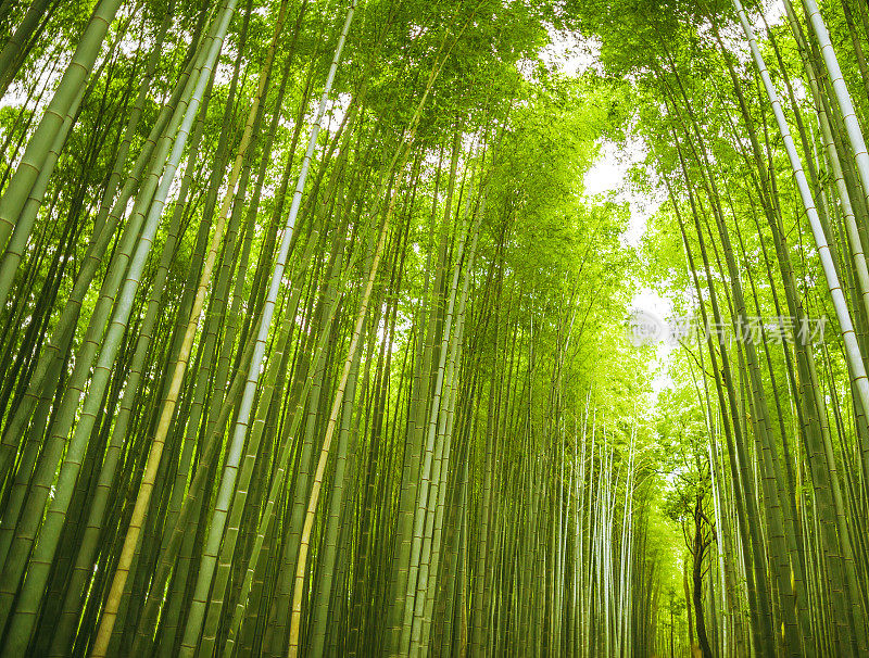 日本岚山竹沟林