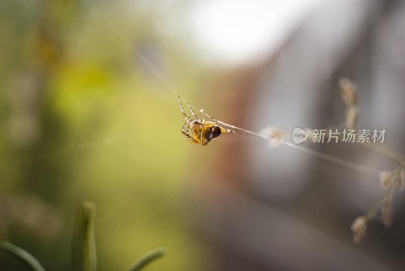小蜘蛛织网的自然图像