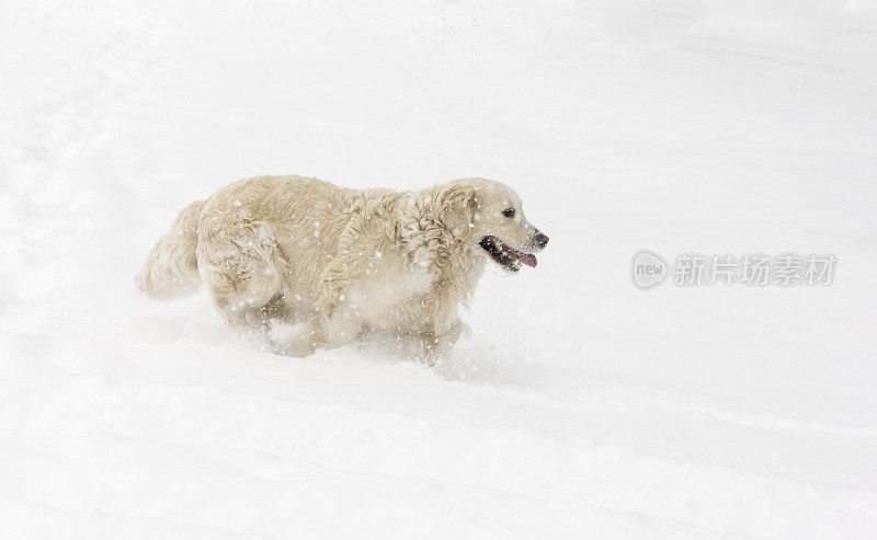 金毛猎犬在雪堆上奔跑