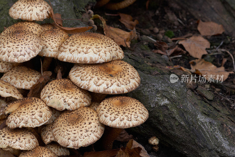 长在树干上的野生蘑菇