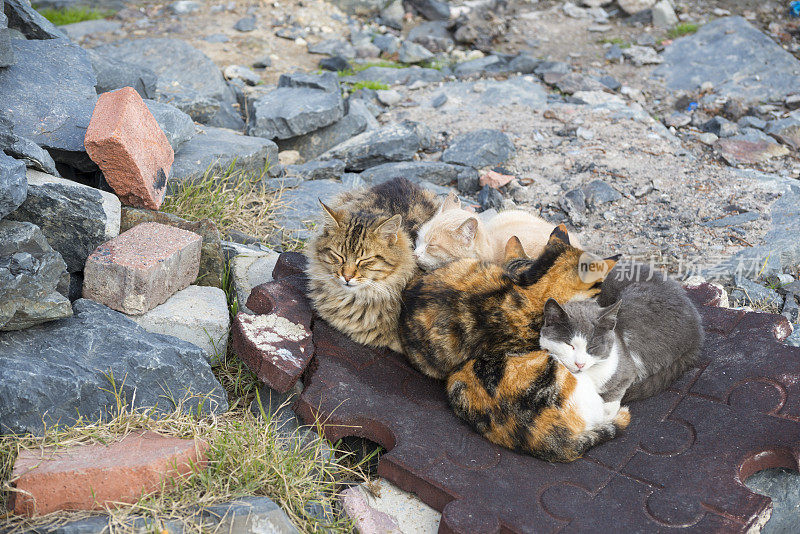 土耳其伊斯坦布尔的猫咪拼图