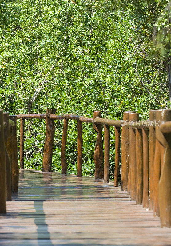 红树林中的木桥