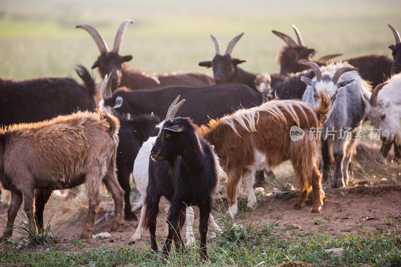 蒙古:牧羊人