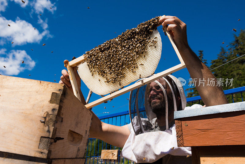 养蜂人检查蜂巢