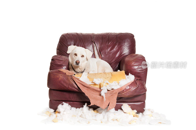 顽皮的白色拉布拉多狗躺在被咬烂的椅子上
