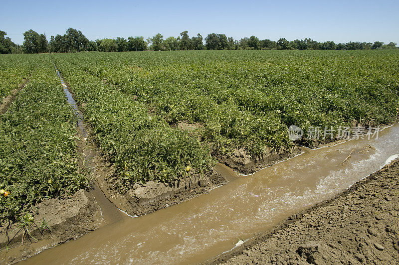 番茄田灌溉，加利福尼亚