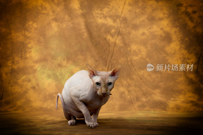 sphynx猫