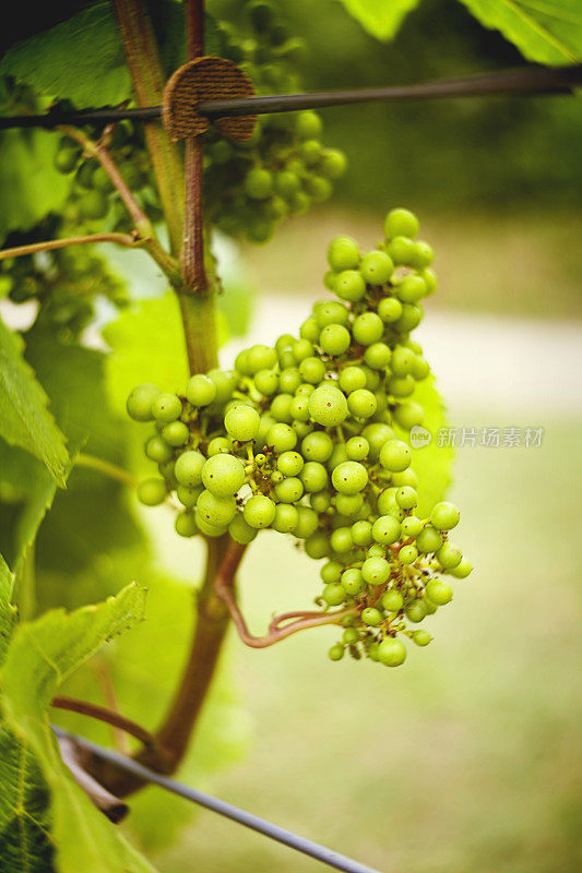 年轻的绿葡萄