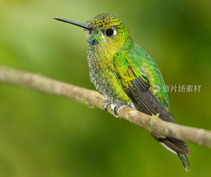 蜂鸟，绿冠灿烂