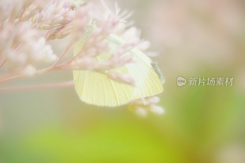 白白菜蝴蝶栖息在景天花上