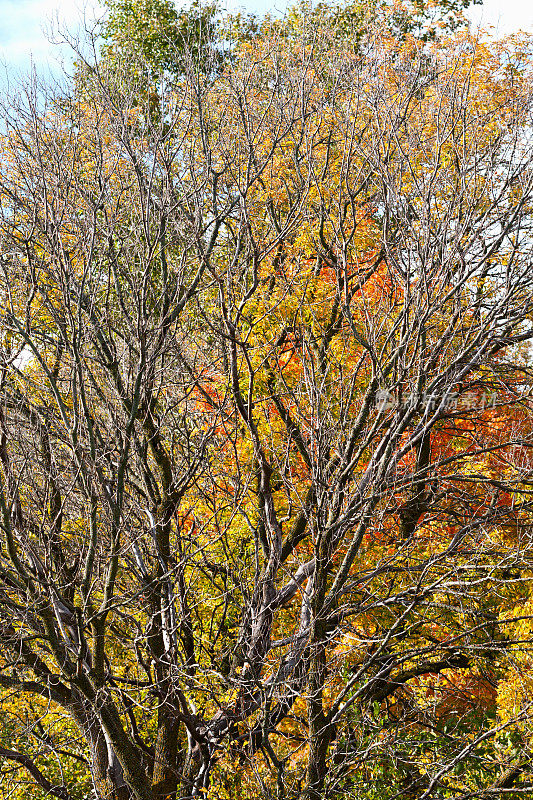 秋天森林中的枯树
