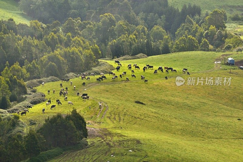 米格尔牛放牧